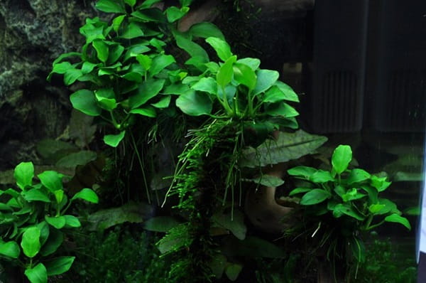 ANUBIAS PETITE NANA NAJMNIEJSZY SADZONKA DO AKWARIUM